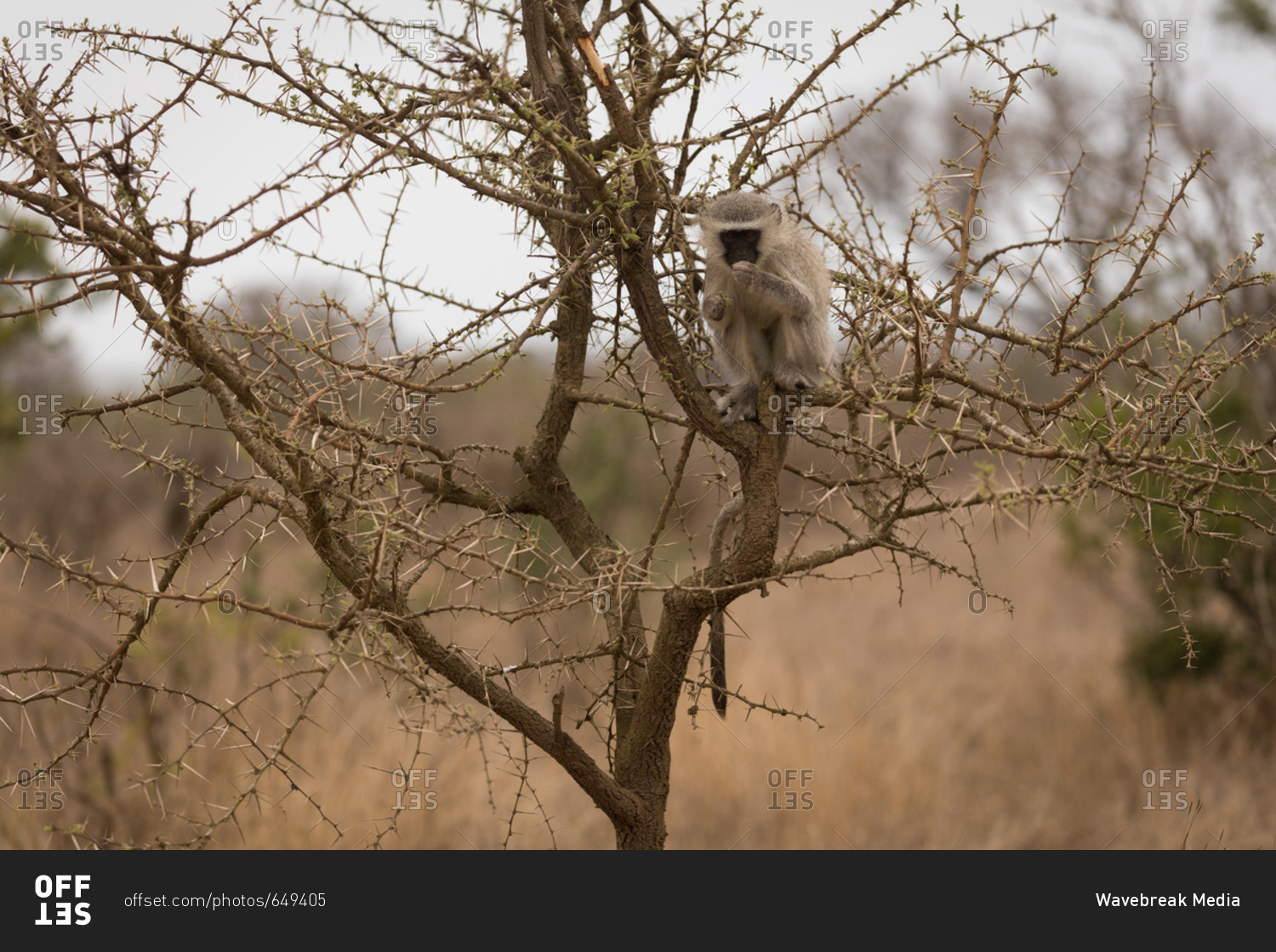 Monkey relaxing on tree in safari park