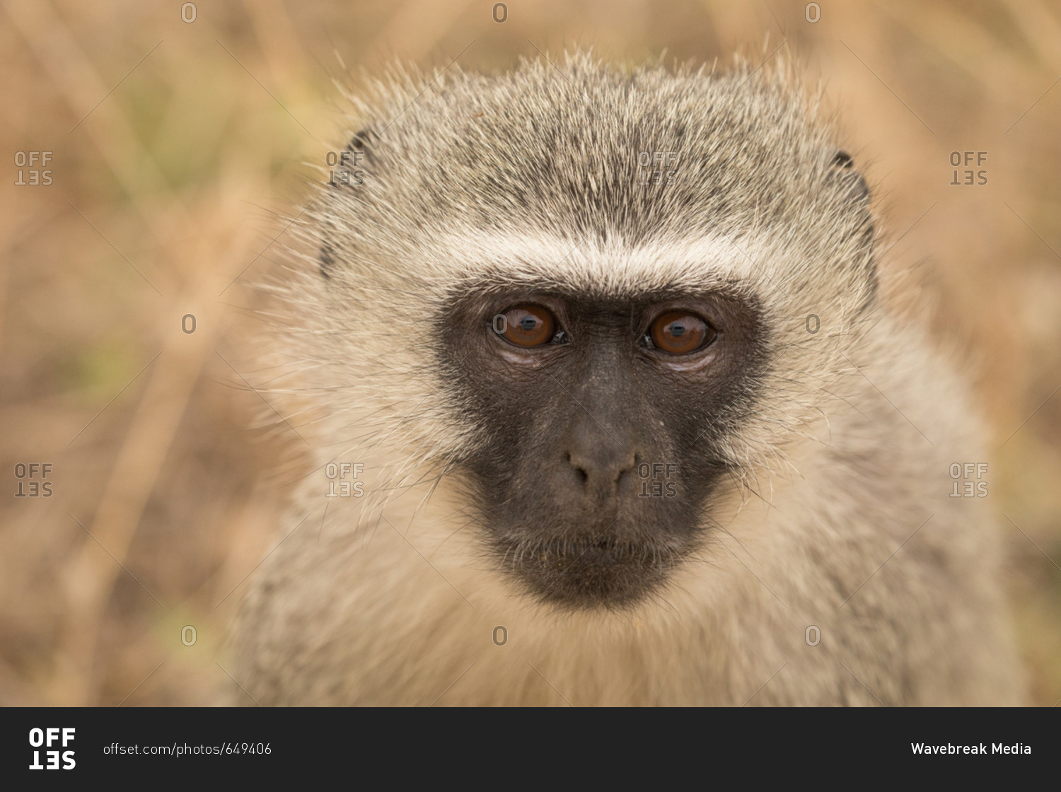 Close-up of monkey in safari park