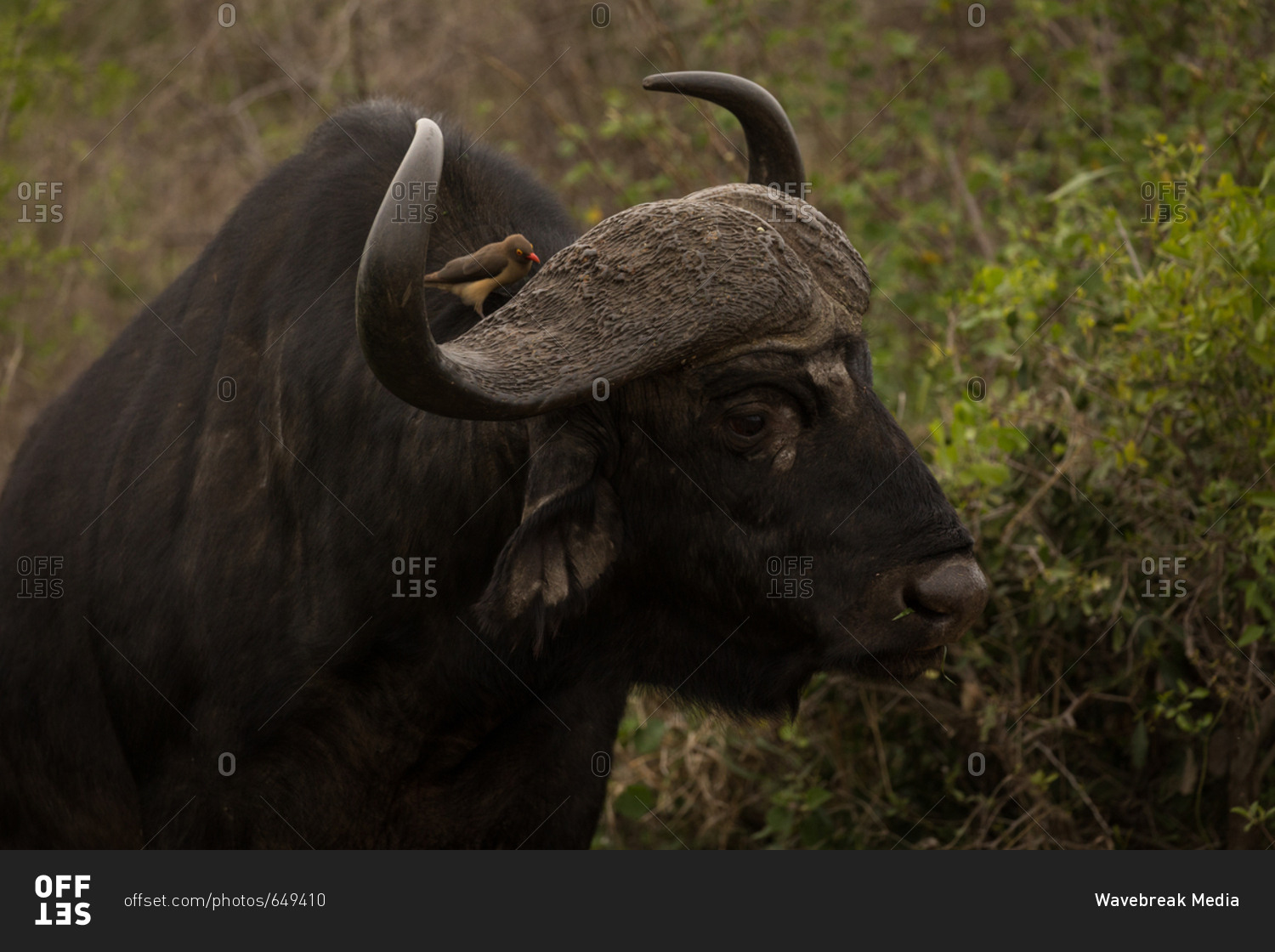 Close-up of wild buffalo in safari park on a sunny day