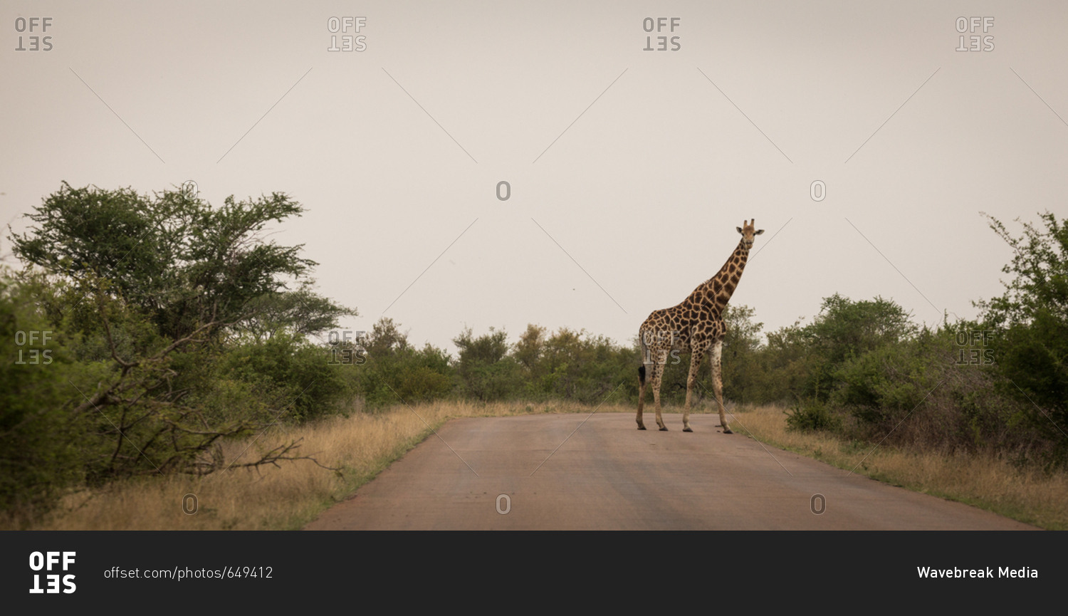 Giraffe on road in safari park