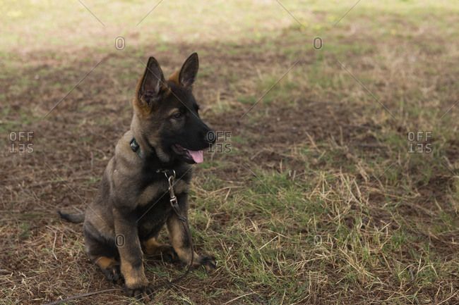 Close-up of watchful shepherd dog sitting in the farm