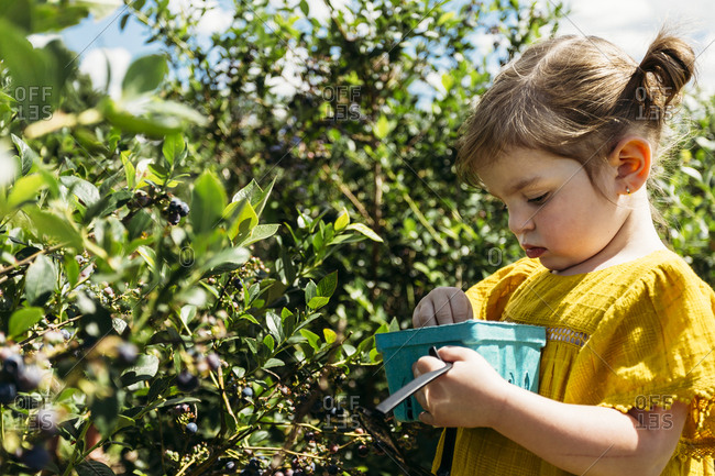 Young girl picking blueberries and placing them in her punnet