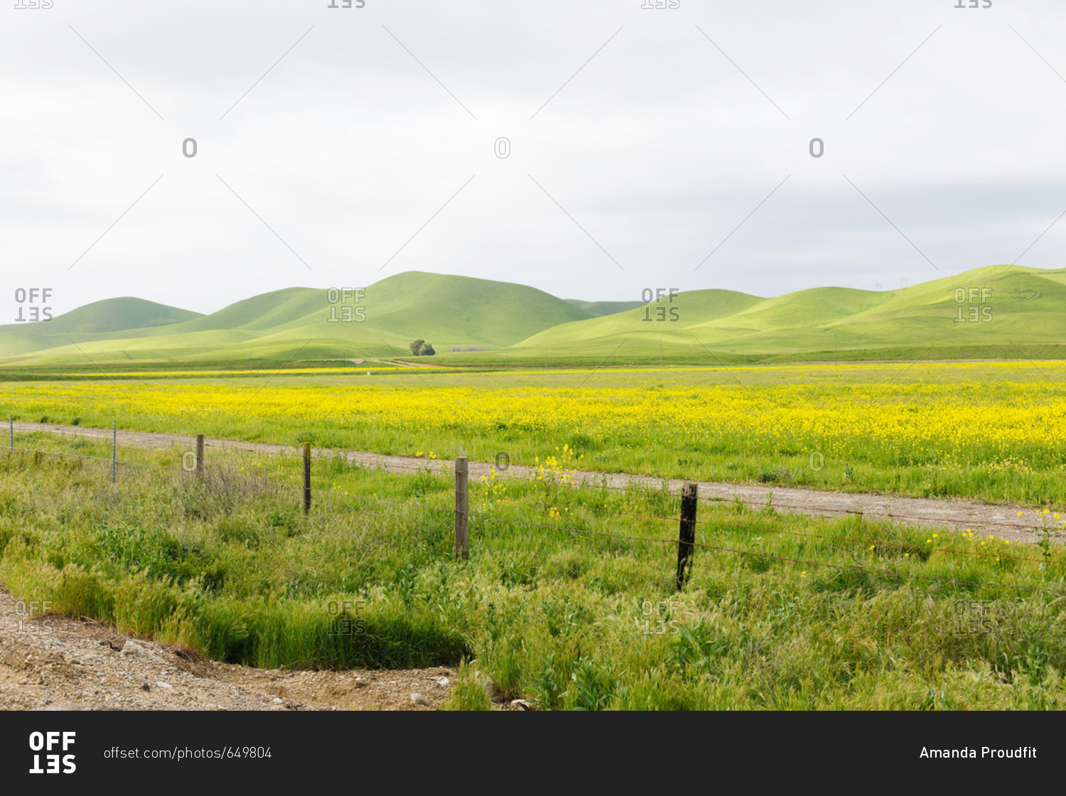Countryside with yellow flowers and hills
