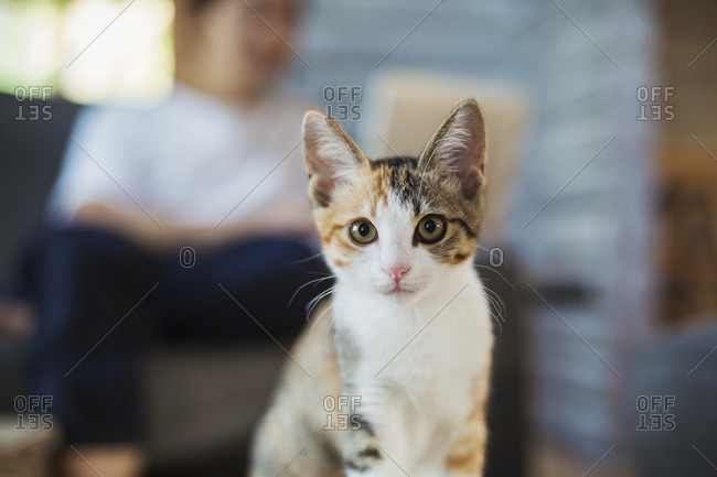Close up of calico cat with white, black and brown fur