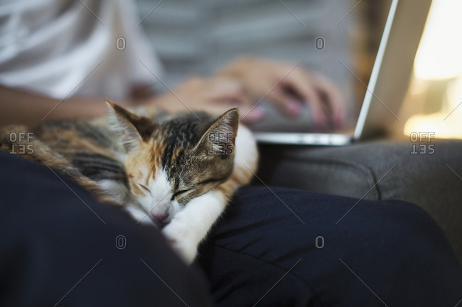 Close up of calico cat with white, black and brown fur lying on persons lap