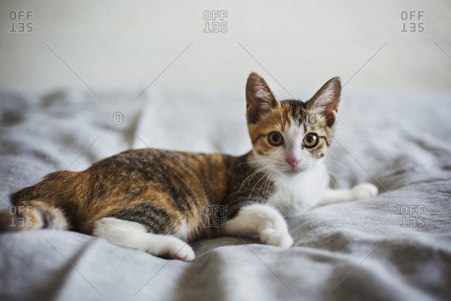 Close up of calico cat with white, red and black patches lying on a bed