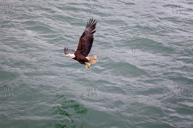 Bald eagle with fresh caught fish