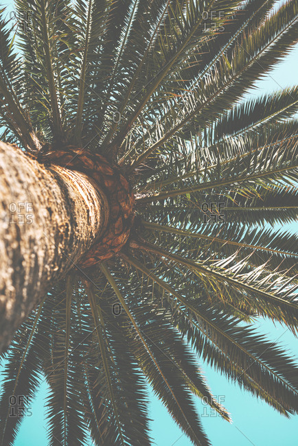 Harmonious fan of palm fronds from below