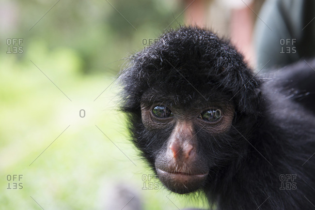 Up close and personal with a young Spider Monkey at Senda Verde Wildlife Sanctuary in Bolivia