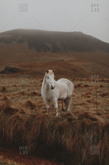 Portrait of white Icelandic horse