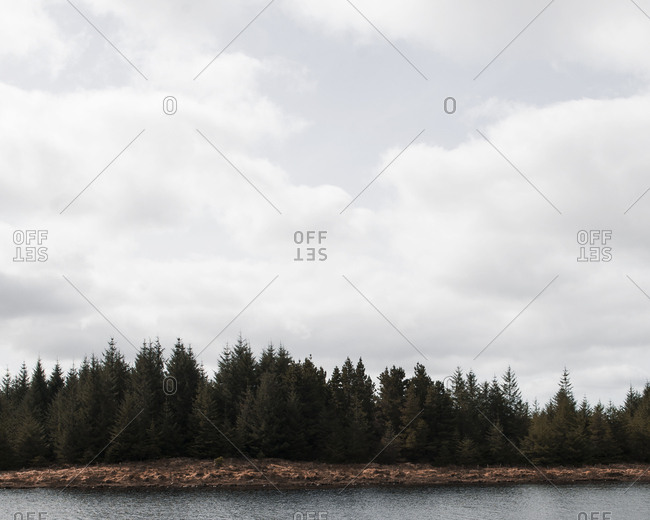 Forested area along lakeshore