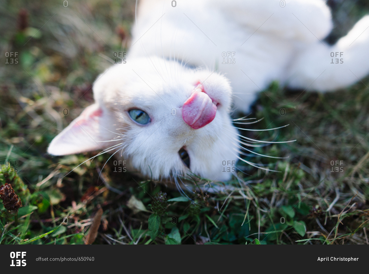 Playful cat lying on back in the grass