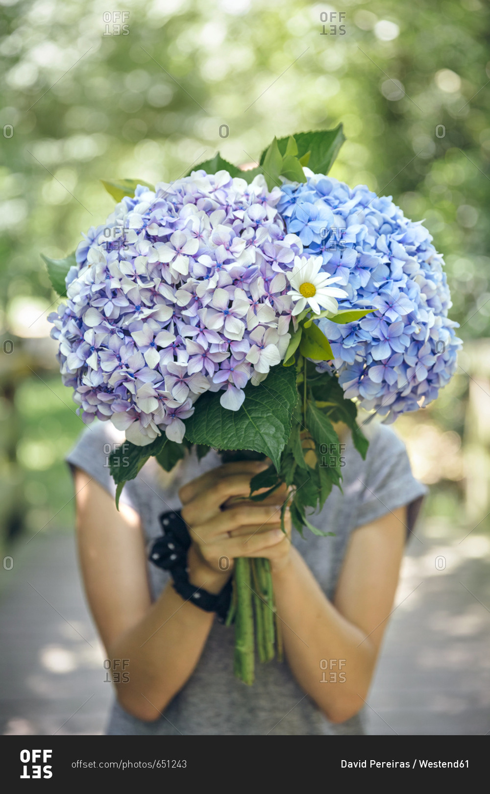 Unrecognizable young woman hiding behind a bouquet of hydrangeas