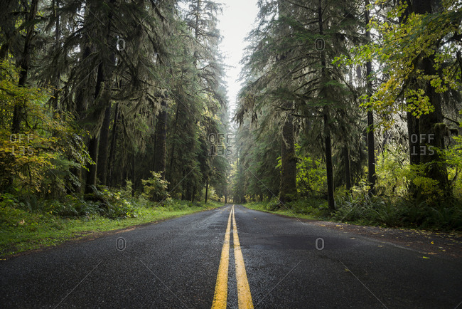 USA- Washington State- Hoh Rain Forest- Road