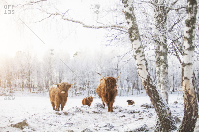 highland cattle snow