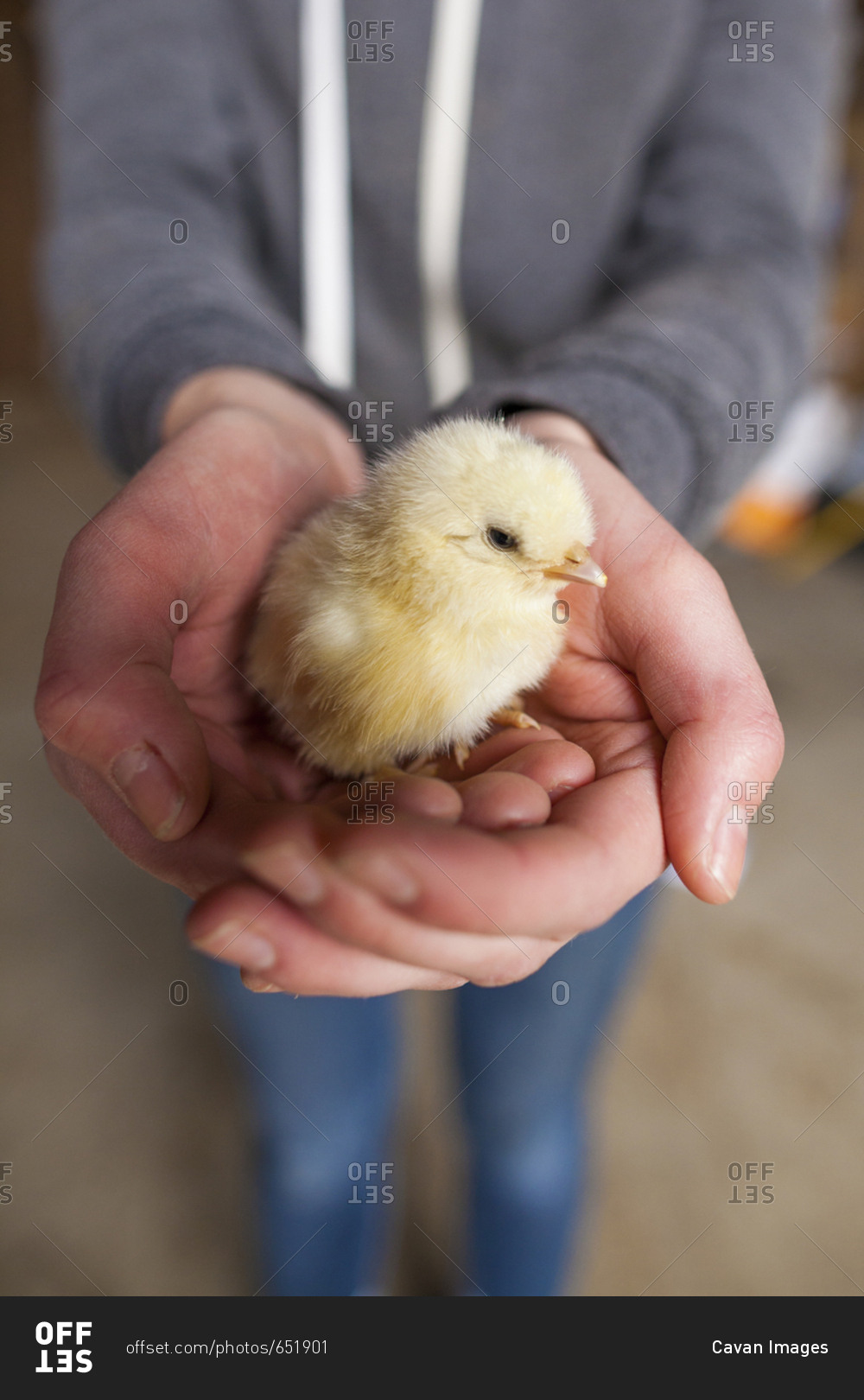 Midsection of teenage girl holding baby chicken while standing in animal pen