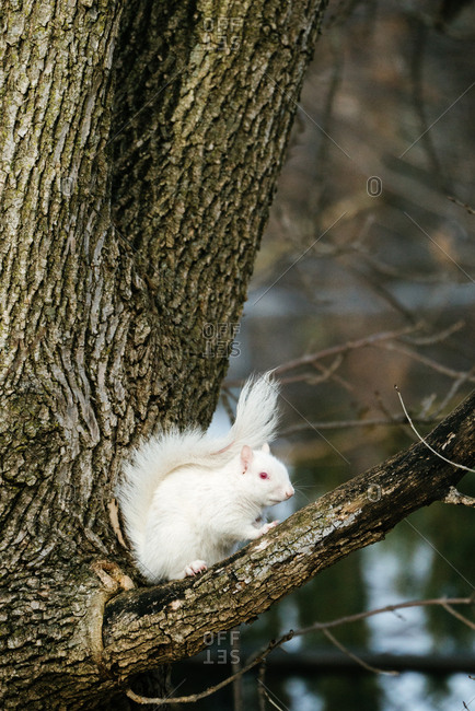 Albino squirrel sitting on a tree branch