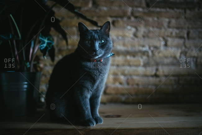 Black blue hot sale cat