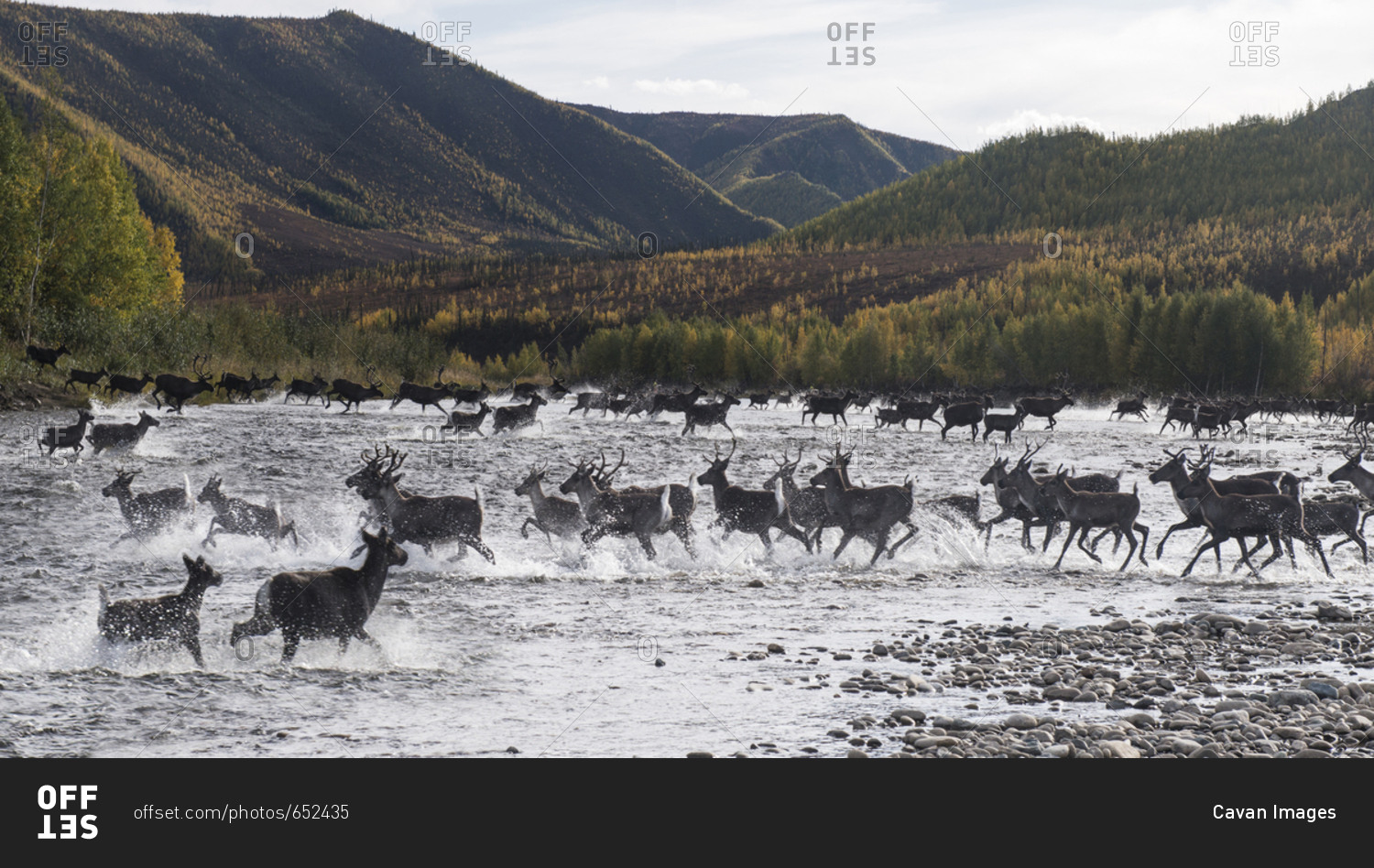 Deer running in river against mountains at Yukon Charley Rivers National Preserve