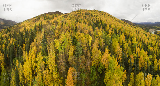 Scenic view of trees in forest against sky