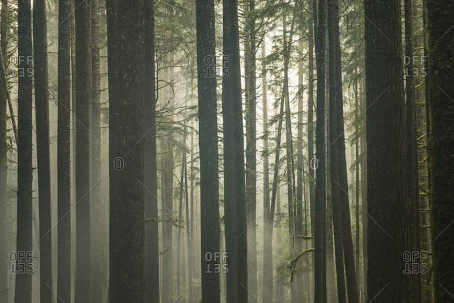 Tranquil view of trees growing in forest during foggy weather