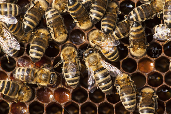 Bees And Honeycomb, (Apis mellifera),Croatia, Europe
