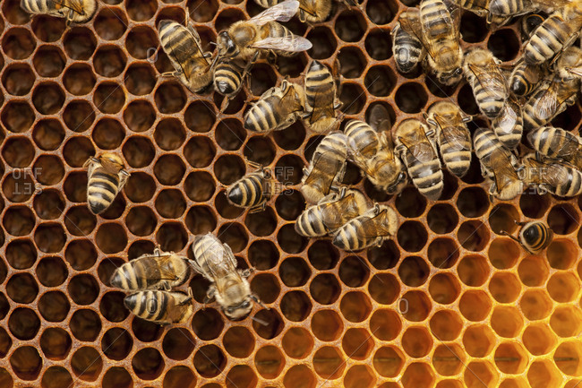 Bees And Honeycomb, (Apis mellifera),Croatia, Europe