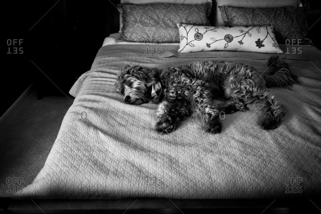 Goldendoodle sleeping on bed in black and white