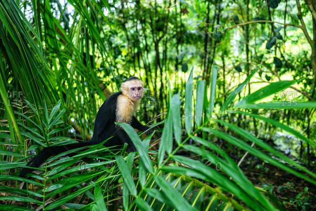 White-headed capuchin monkey sitting in the forest in the Manuel Antonio National Park, Costa Rica