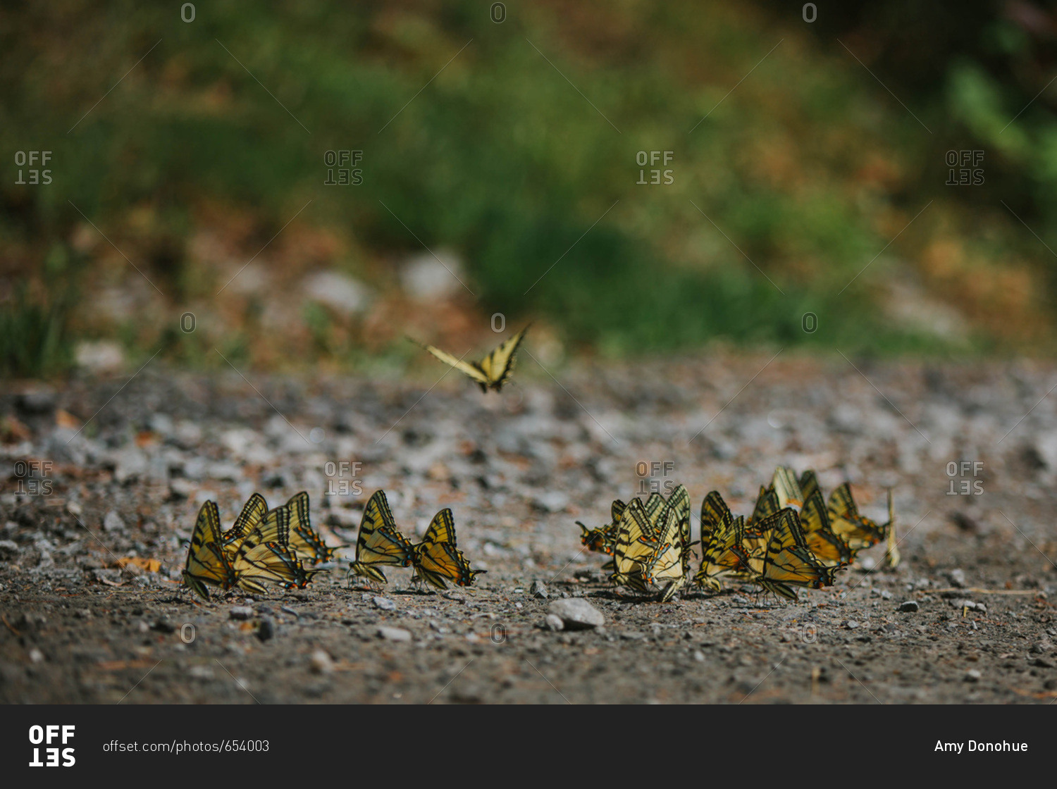 A group of eastern tiger swallowtail butterflies