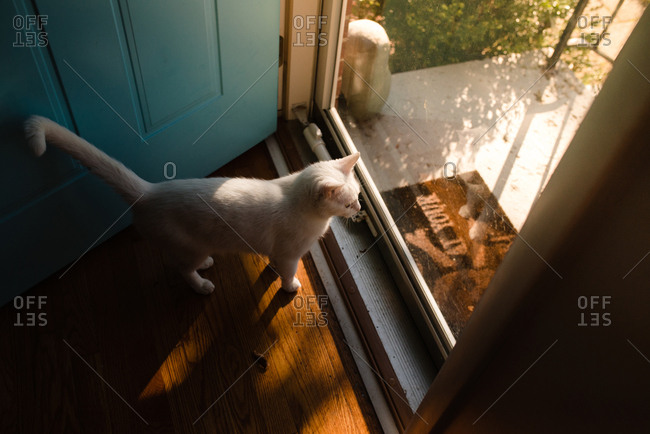 Overhead view of a white cat looking out glass door