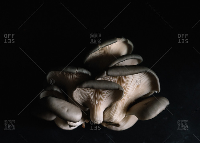 Cluster of Black Oyster Mushrooms