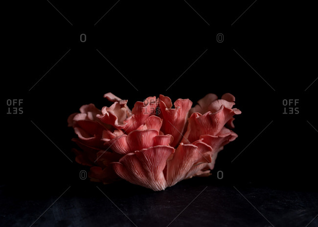 Still life of clusters of Pink Oyster Mushrooms