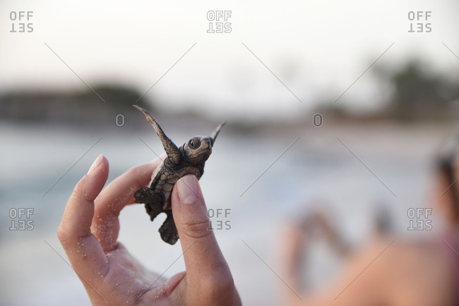 Miniature turtle stretching out in humans hand
