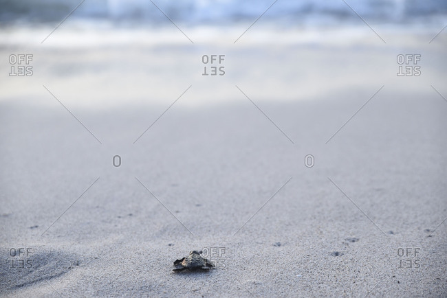 Tiny sea turtle slowly crawling to ocean