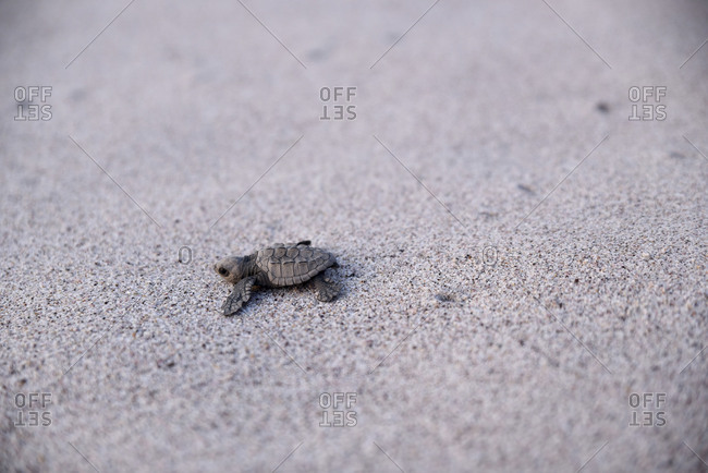 Baby turtle traveling toward water across beach