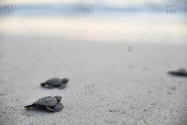 Baby turtle clan on the way to the water