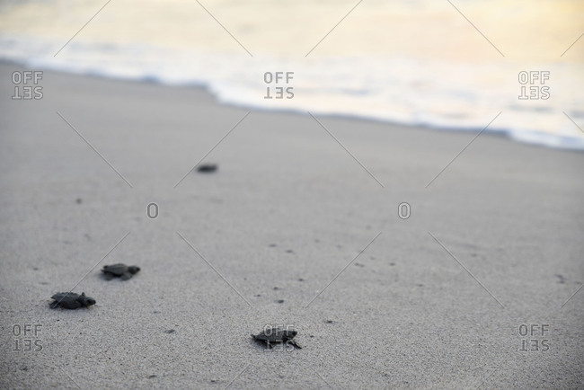 Group of little turtles journeying to the seashore