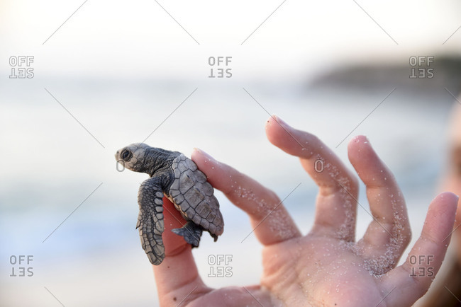 Rescued baby turtle at the beach