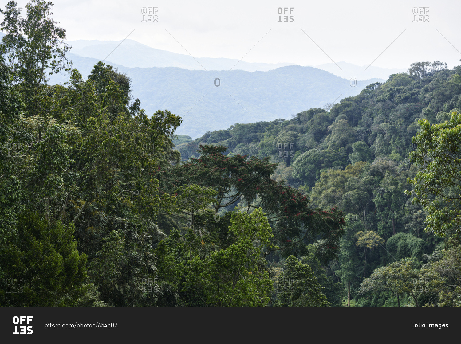 Nyungwe Forest in Rwanda