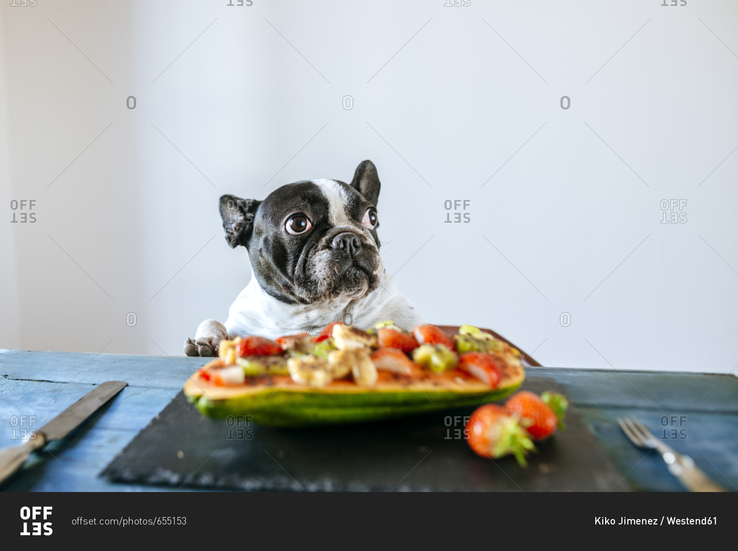 Portrait of French bulldog at table with plate of papaya and fruits