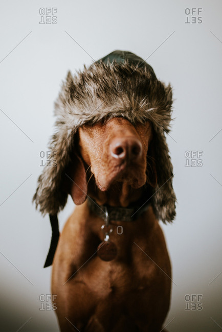 Portrait of a dog wearing a furry hat covering eyes
