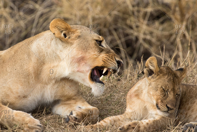 Lioness and cub (Panthera leo), Serengeti National Park, Tanzania, East Africa, Africa