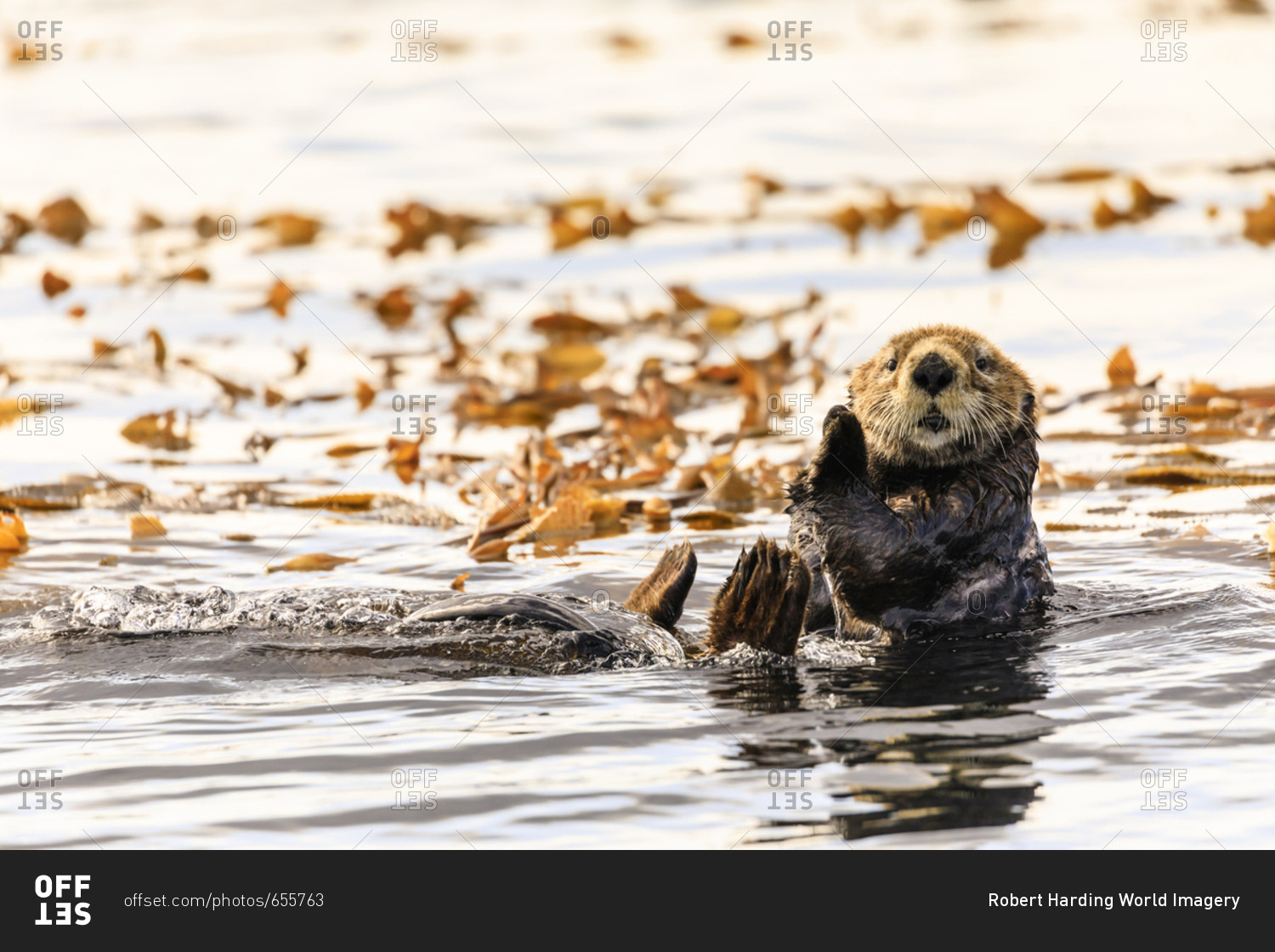 Sea otter (Enhyrda lutris), endangered species, calm waters of Sitka ...