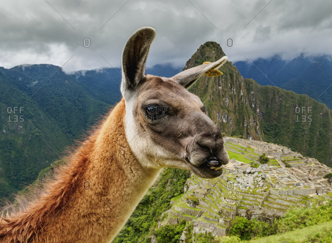 Llama in Machu Picchu, Cusco Region, Peru, South America