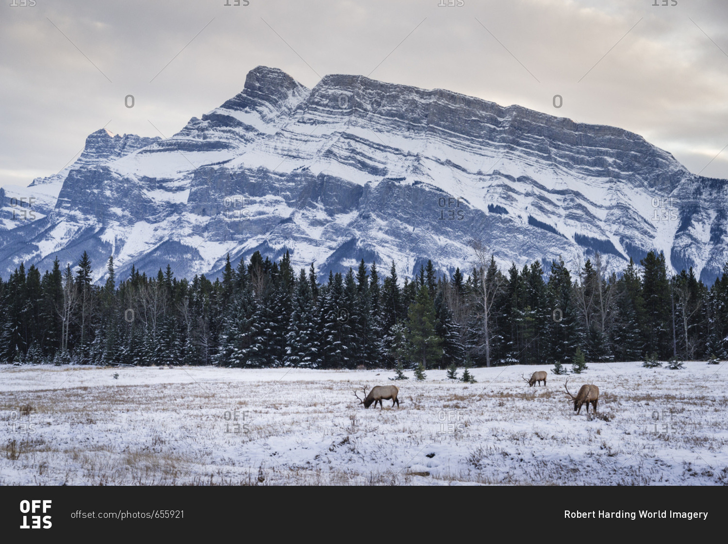 Winter landscape with wild elk in the Banff National Park, UNESCO World Heritage Site, Alberta, Canadian Rockies, Canada, North America