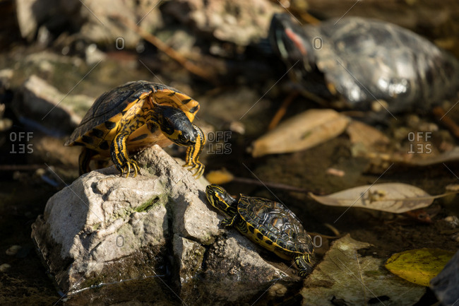 Baby Turtle Climbing a Rock to Reach Its Mother