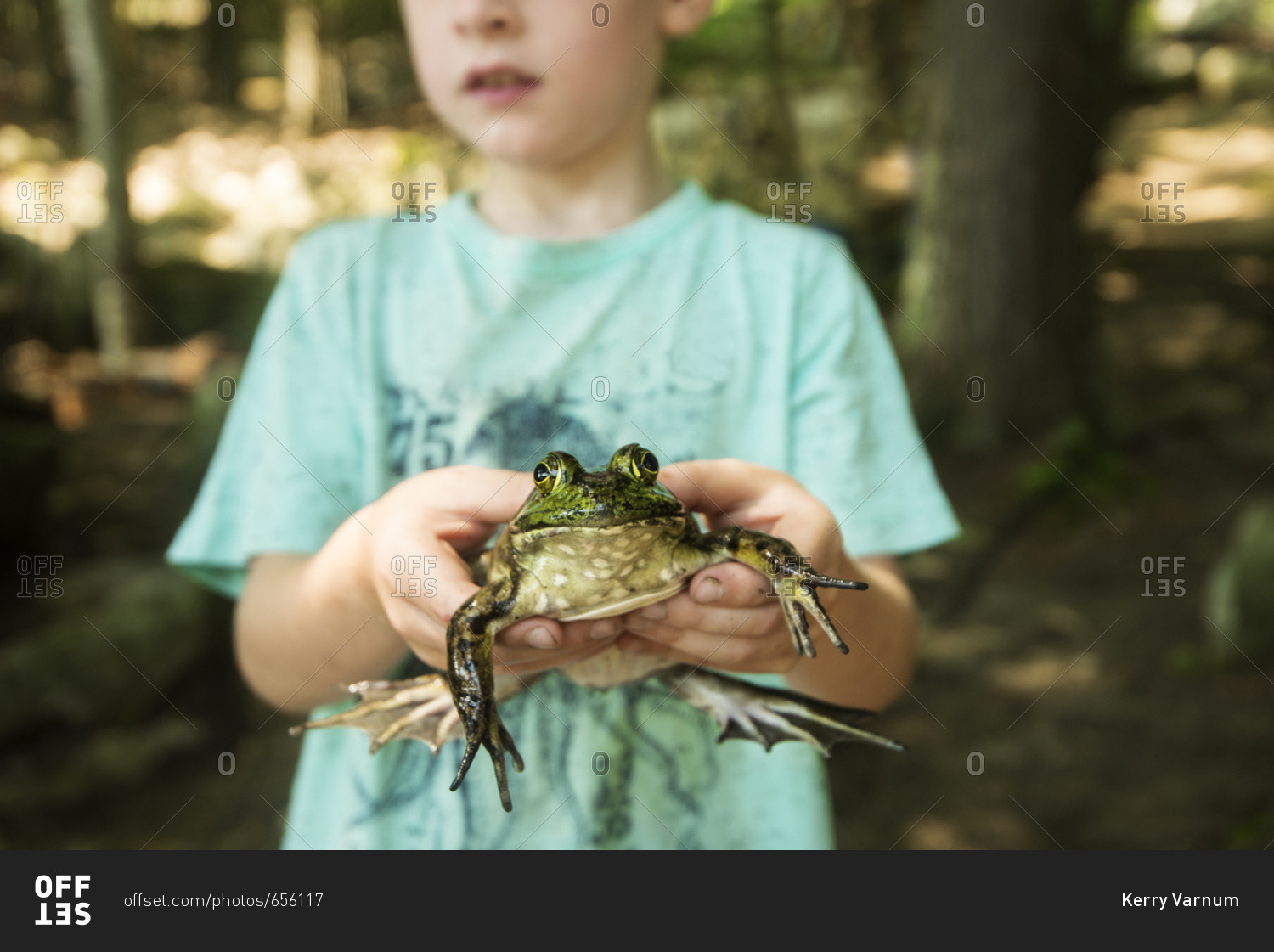 Boy holding a bullfrog stock photo - OFFSET