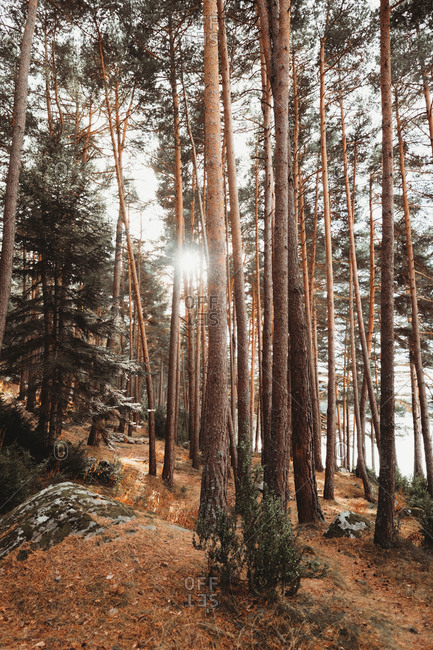 View to tall evergreen trees in daylight and sun flare