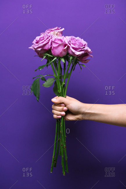 Hand holding purple roses against purple background